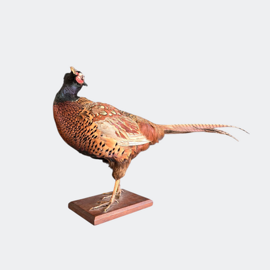 Vintage Taxidermy Pheasant on Stand
