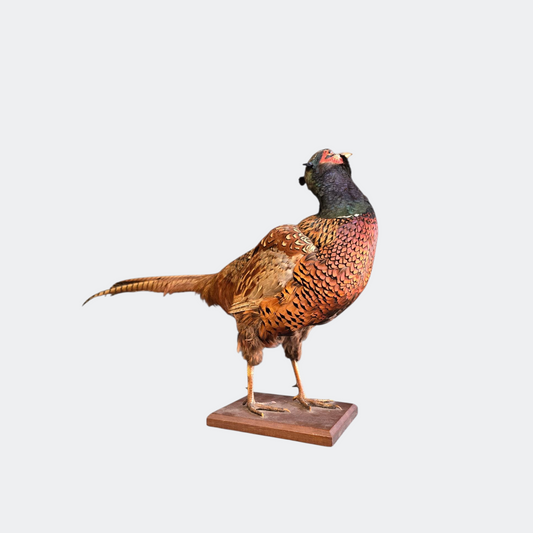 Vintage Taxidermy Pheasant on Stand